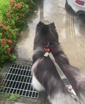 女孩跳樓前欲將愛犬送到安全地方,可它卻一次次跑回來…“別丟下