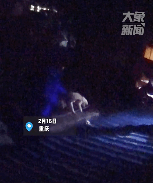 女孩跳樓前欲將愛犬送到安全地方,可它卻一次次跑回來…“別丟下