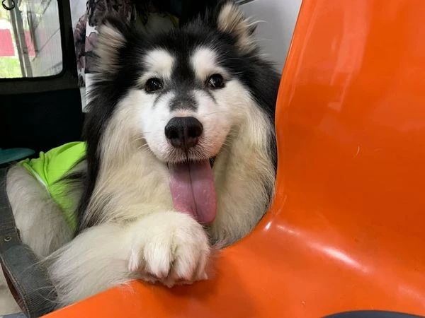 女孩跳樓前欲將愛犬送到安全地方,可它卻一次次跑回來…“別丟下