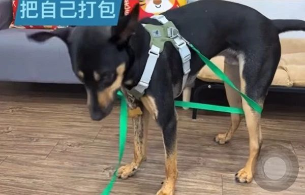爸爸生日,狗子用繩子把自己捆成禮物送他:祝你永遠(yuǎn)愛(ài)我~