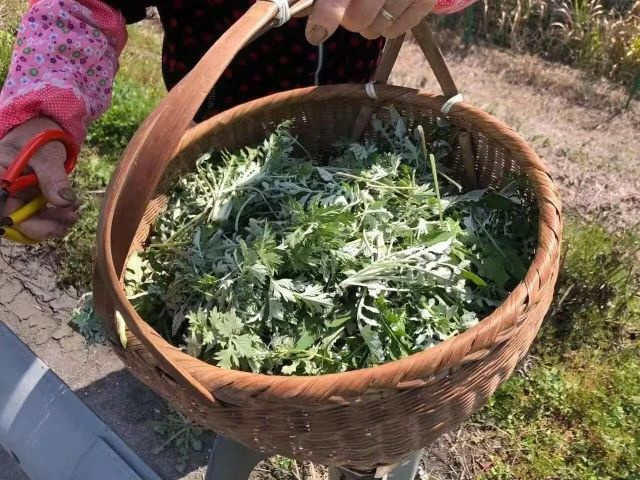 杭州近期高发，不少人都在采！紧急提醒：这事千万别做
