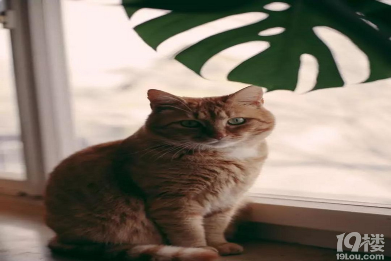 ���Ӹ������Ǹ�ۡ�������ƺ�������ģ������Ҹ��ؾ�