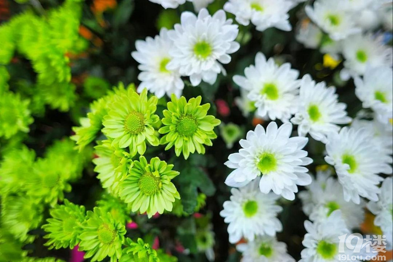 ���Ӹ������Ǹ�ۡ�����յǸߴ���Ⱥɽ������