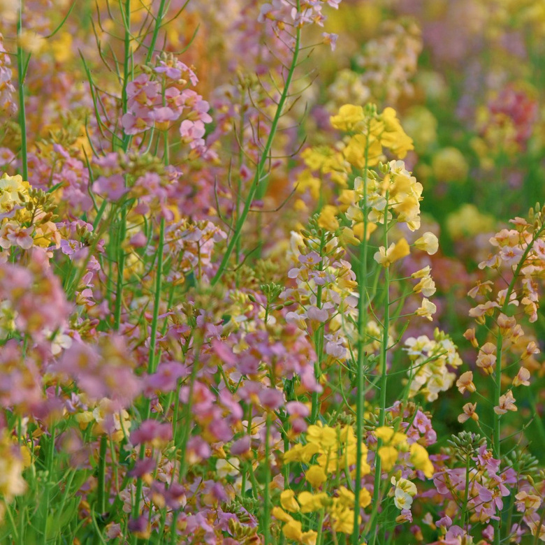 五彩油菜花儿上线了