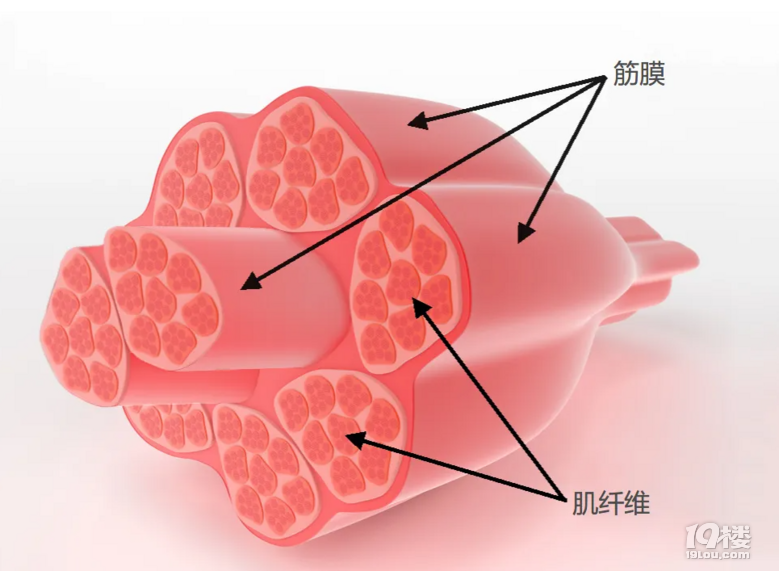 筋膜枪有危害吗？四大伤肌肉隐患曝光！