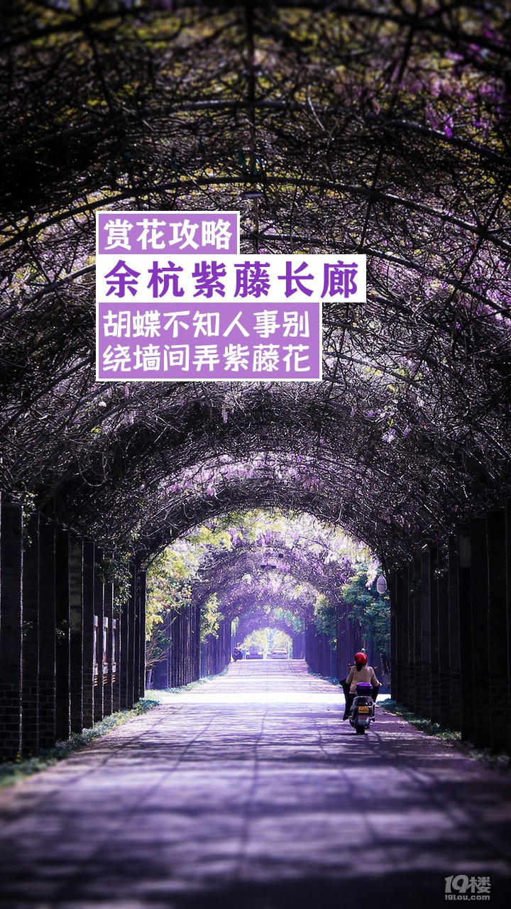 【赏花攻略】像隧道一样的紫藤长廊，你知道在哪里吗？不是浙大的