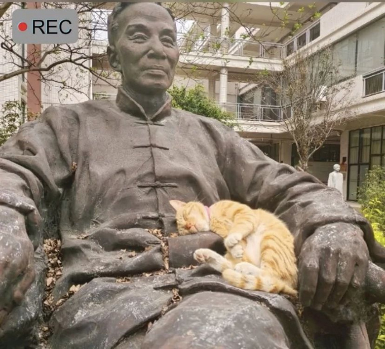 流浪貓蜷縮在雕像懷里,睡得一臉安逸:“貓貓我啊,終于有人抱了
