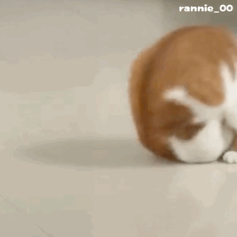 捡了只车祸小猫却没救活，主人将它埋葬，结果…三天后诈尸了？！