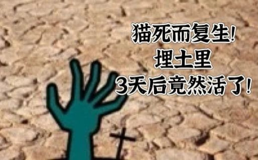 捡了只车祸小猫却没救活，主人将它埋葬，结果…三天后诈尸了？！