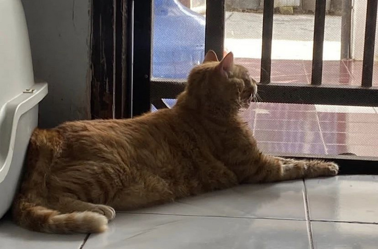 捡了只车祸小猫却没救活，主人将它埋葬，结果…三天后诈尸了？！