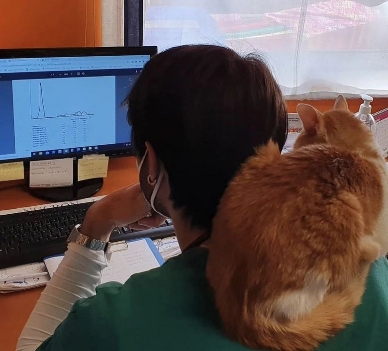 捡了只车祸小猫却没救活，主人将它埋葬，结果…三天后诈尸了？！
