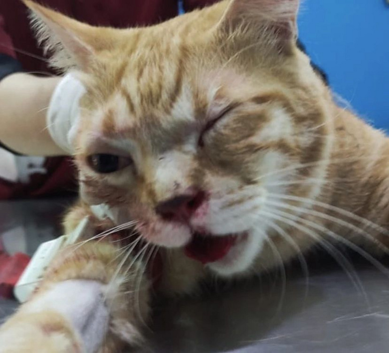 捡了只车祸小猫却没救活，主人将它埋葬，结果…三天后诈尸了？！