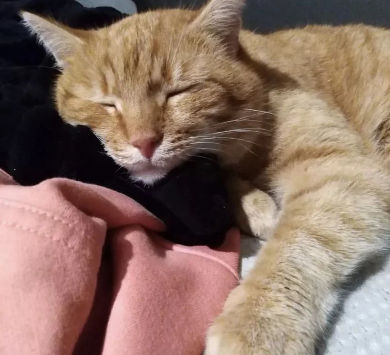捡了只车祸小猫却没救活，主人将它埋葬，结果…三天后诈尸了？！