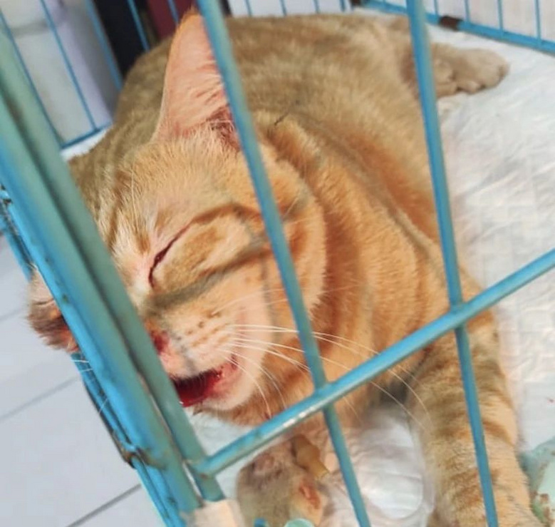 捡了只车祸小猫却没救活，主人将它埋葬，结果…三天后诈尸了？！