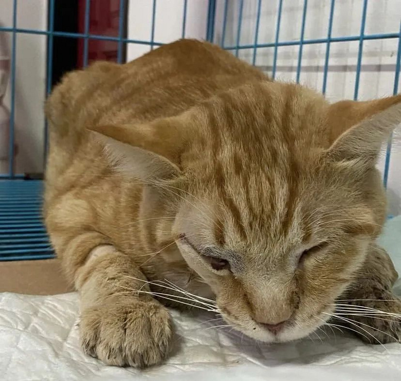 捡了只车祸小猫却没救活，主人将它埋葬，结果…三天后诈尸了？！