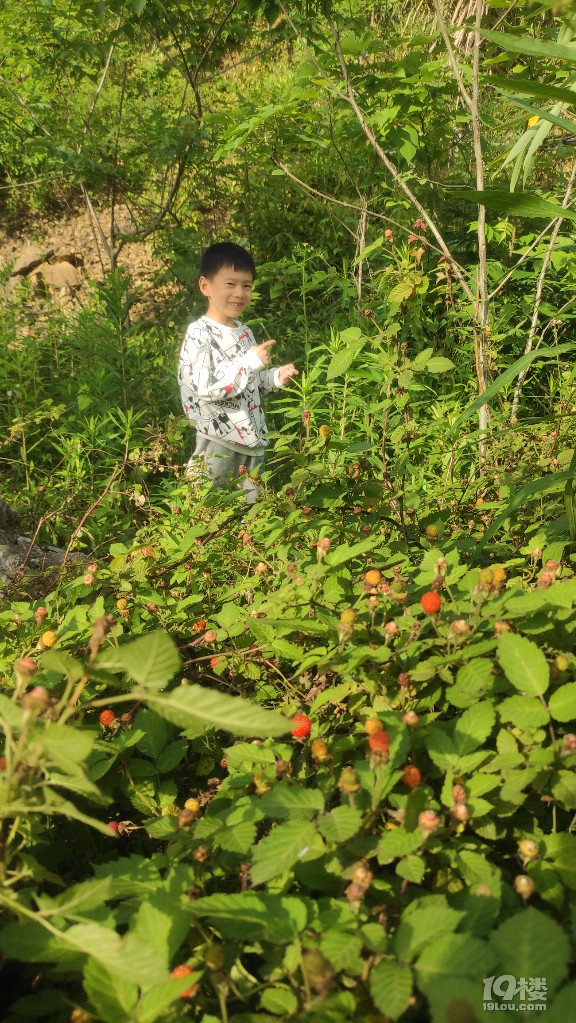 五一摘野果子，让我和大家分享辨别蓬蘽，覆盆子，蛇莓，别吃错了
