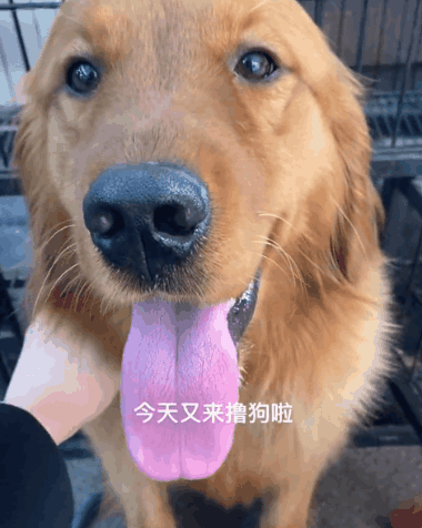 妹子偶遇拉布拉多夸了句“可愛”,狗子就使勁往她身邊蹭:夸我就