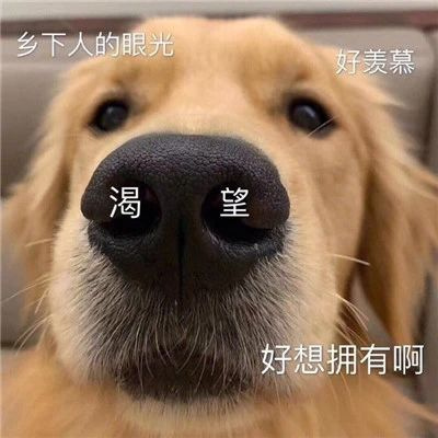 妹子偶遇拉布拉多夸了句“可愛”,狗子就使勁往她身邊蹭:夸我就