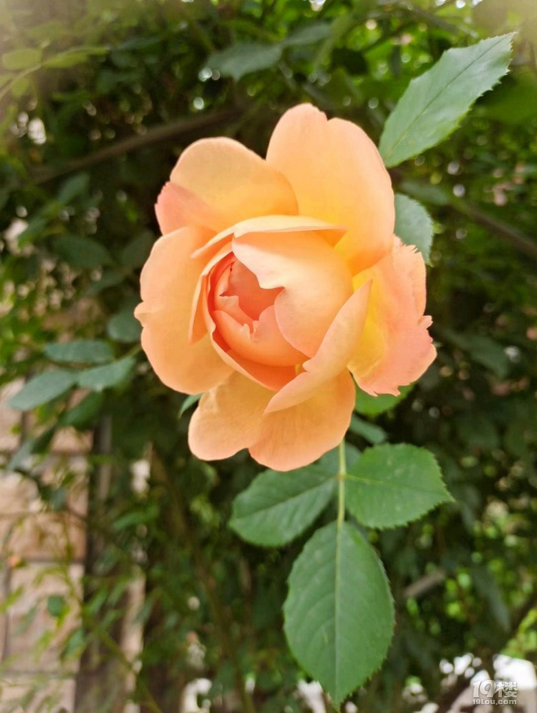 pʢ_Ļ̧^һƬƣ׌ПSLȥ
