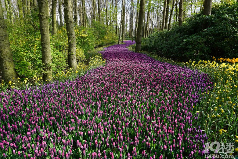 ���ں�ʢ����԰����ʹ�����糾����Ը�������