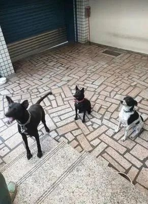 小哥制止狗子打架受傷,親媽得知后卻只說(shuō):我家小狗好可憐