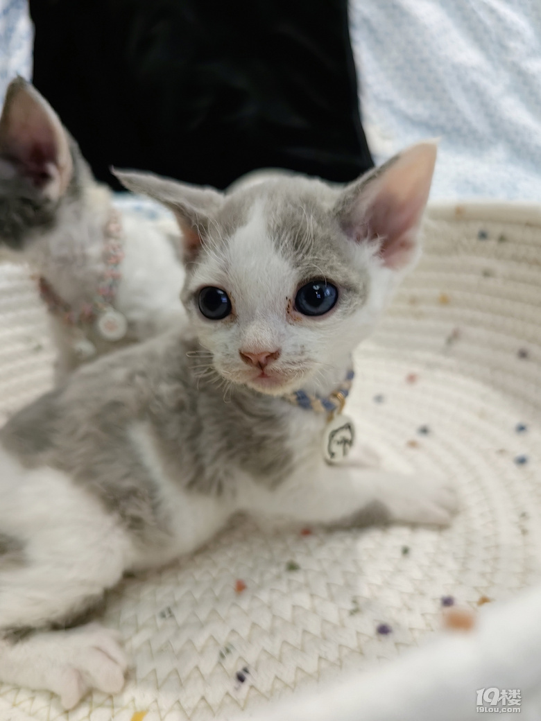 可爱德文卷毛猫出售，有意者进。