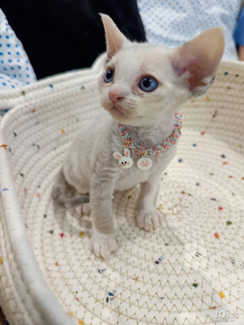 可爱德文卷毛猫出售，有意者进。