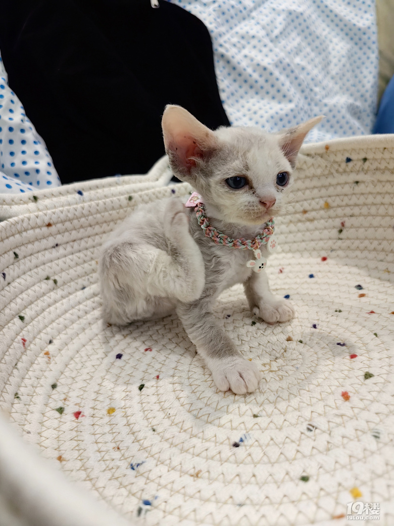 可爱德文卷毛猫出售，有意者进。