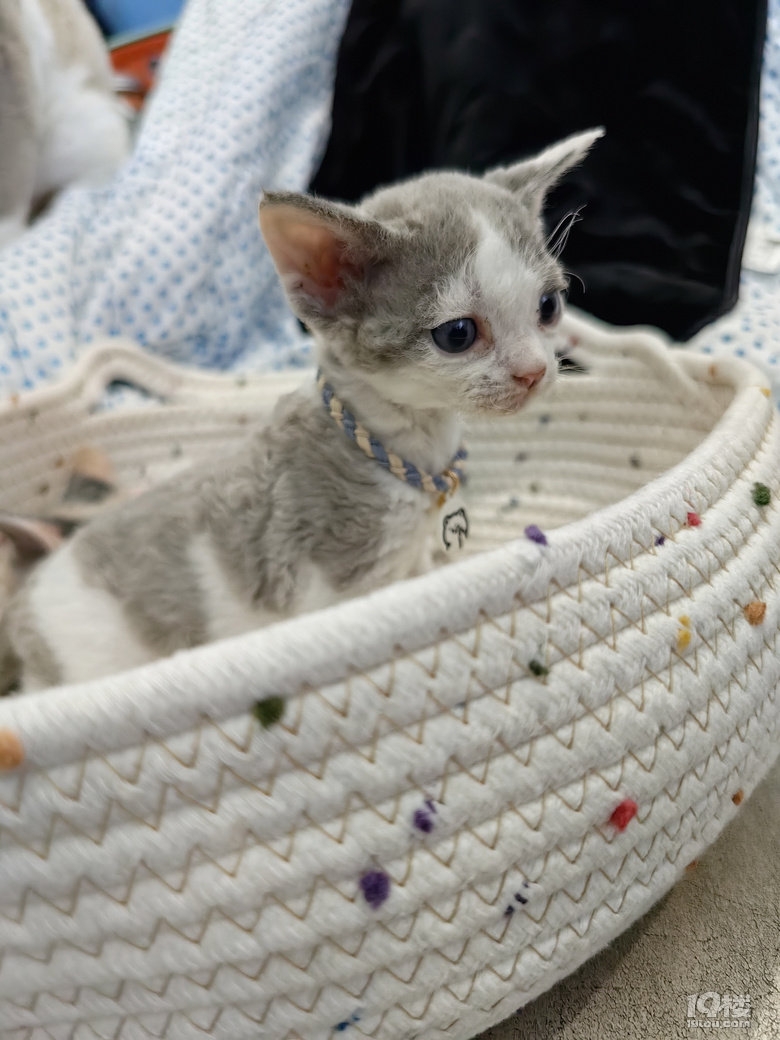 可爱德文卷毛猫出售，有意者进。