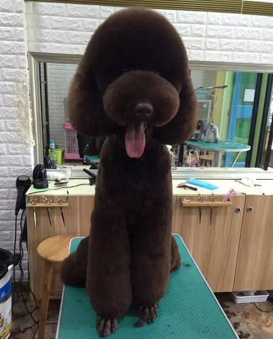 主人帶巨貴去美容,一個(gè)小時(shí)后…“這是泰迪熊吧!”