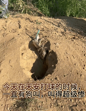 狗狗疑似被活埋凄厲慘叫,妹子哭著將它救出…卻發(fā)現(xiàn)它自己搞的豆