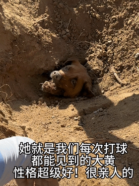 狗狗疑似被活埋凄厲慘叫,妹子哭著將它救出…卻發(fā)現(xiàn)它自己搞的豆