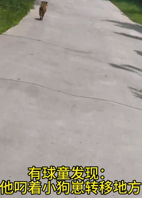狗狗疑似被活埋凄厲慘叫,妹子哭著將它救出…卻發(fā)現(xiàn)它自己搞的豆