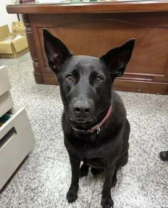 狗狗疑似被活埋凄厲慘叫,妹子哭著將它救出…卻發(fā)現(xiàn)它自己搞的豆
