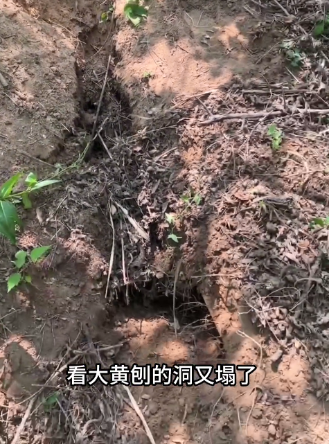 狗狗疑似被活埋凄厲慘叫,妹子哭著將它救出…卻發(fā)現(xiàn)它自己搞的豆