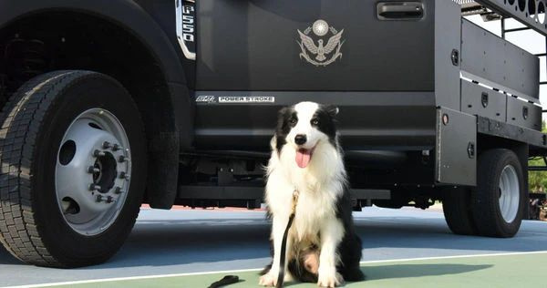 警犬退役后開放領養(yǎng)遭瘋搶,經(jīng)5次嚴格篩選才被成功領養(yǎng)!