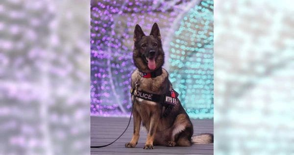 警犬退役后開放領養(yǎng)遭瘋搶,經(jīng)5次嚴格篩選才被成功領養(yǎng)!