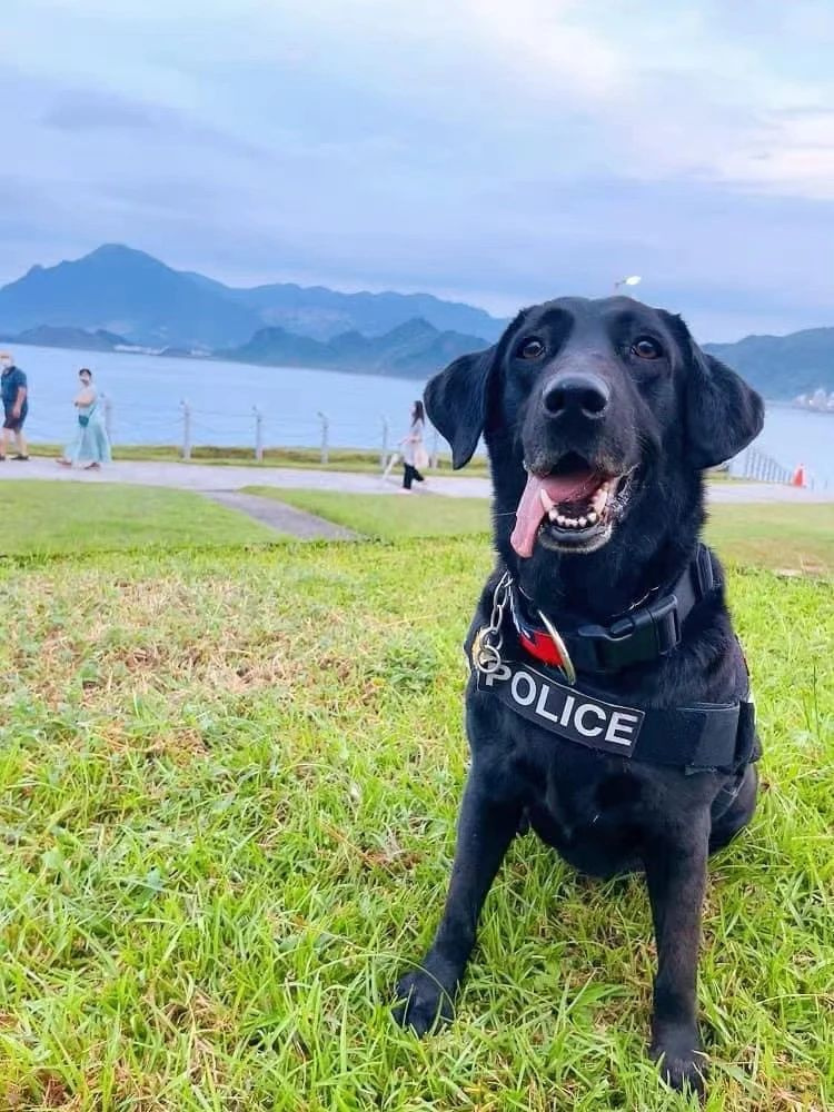 警犬退役后開放領養(yǎng)遭瘋搶,經(jīng)5次嚴格篩選才被成功領養(yǎng)!