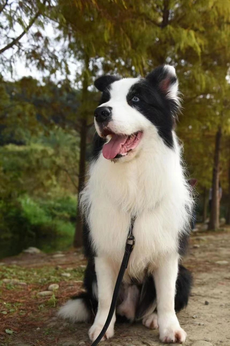 警犬退役后開放領養(yǎng)遭瘋搶,經(jīng)5次嚴格篩選才被成功領養(yǎng)!