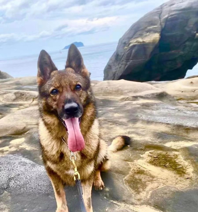 警犬退役后開放領養(yǎng)遭瘋搶,經(jīng)5次嚴格篩選才被成功領養(yǎng)!