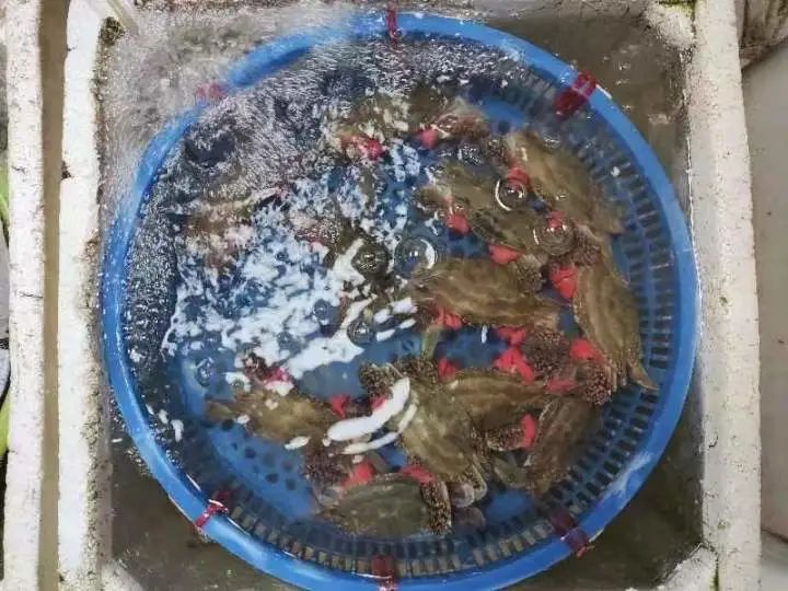 近期，养殖梭子蟹已经上市