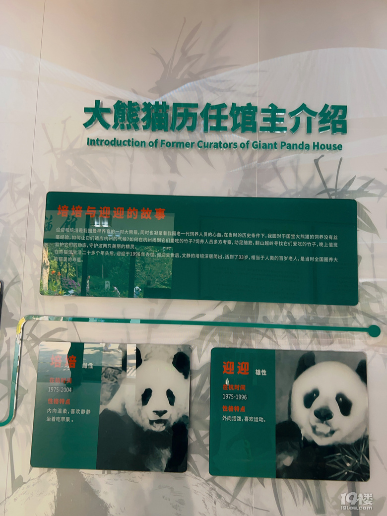 春生香果營業(yè)啦!杭州動物園終于有大熊貓啦