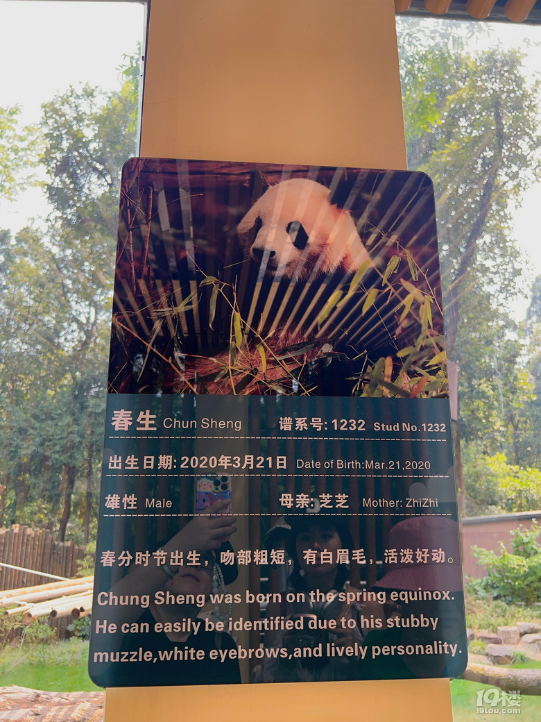 春生香果營業(yè)啦!杭州動物園終于有大熊貓啦