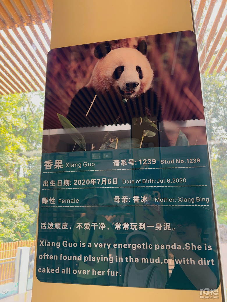 春生香果營業(yè)啦!杭州動物園終于有大熊貓啦