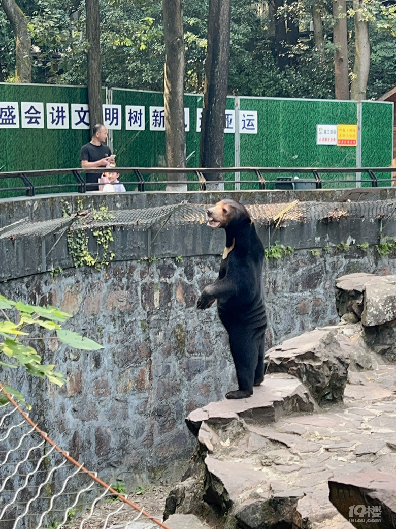 春生香果營業(yè)啦!杭州動物園終于有大熊貓啦