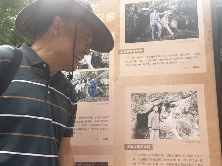 又可以去打卡了！今天虎跑石虎重新亮相