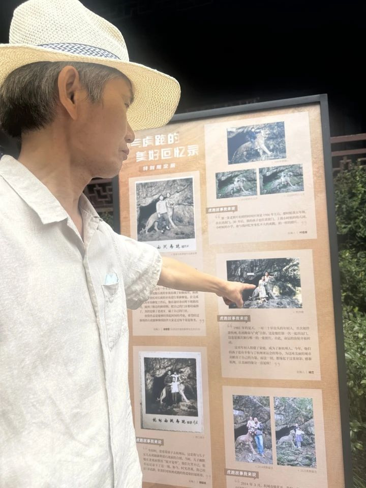 又可以去打卡了！今天虎跑石虎重新亮相