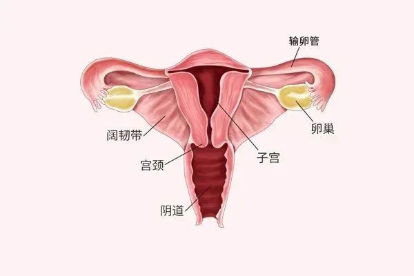 她17歲還沒來月經(jīng),但每個月都會痛得臉發(fā)白、冒冷汗