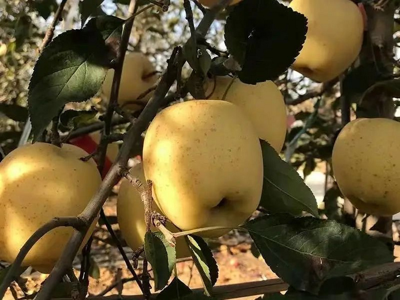 甜到驚艷!黃金維納斯蘋果39.9元/箱,霜降后的美味,爽口脆