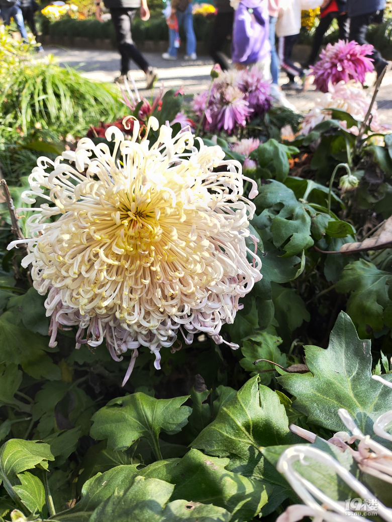 植物园菊花/浙大玉泉
